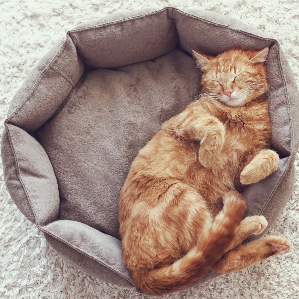 Beds & Cushions