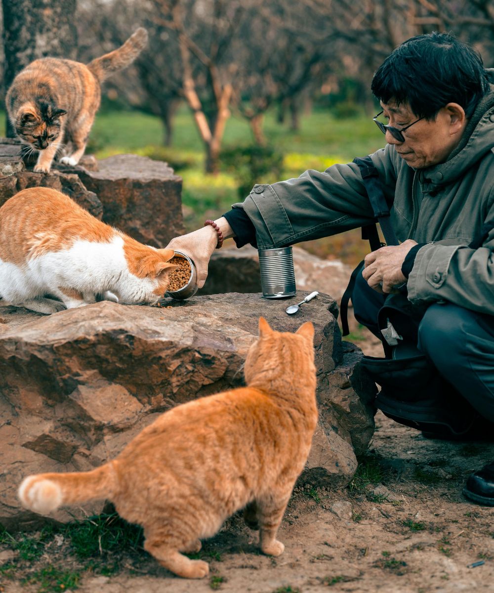 Feeding strays around the world